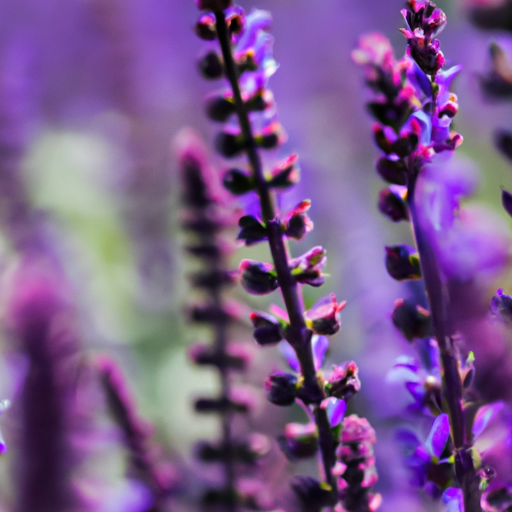 heets purple usa