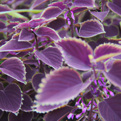 heets purple usa