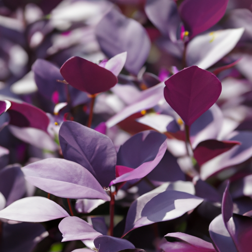heets purple usa