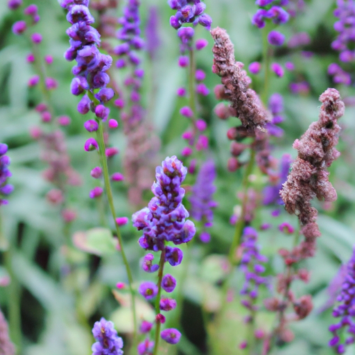 heets purple