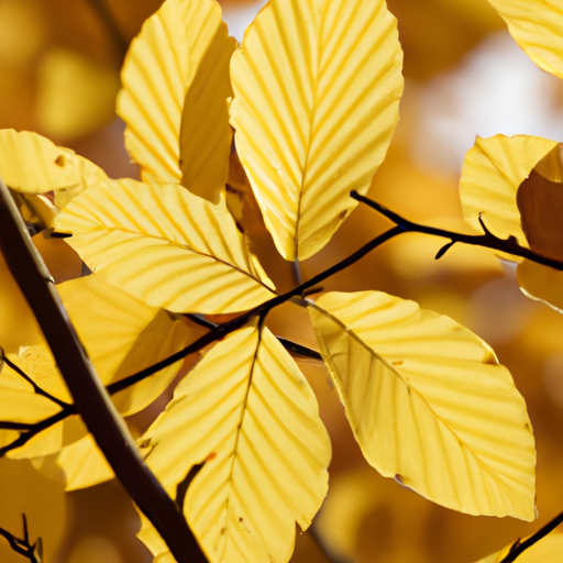 heets yellow