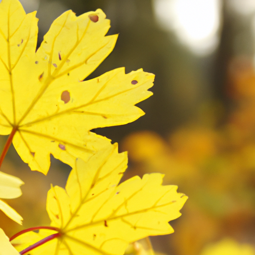 heets yellow